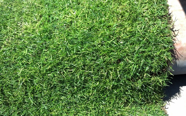 grass-03.jpg