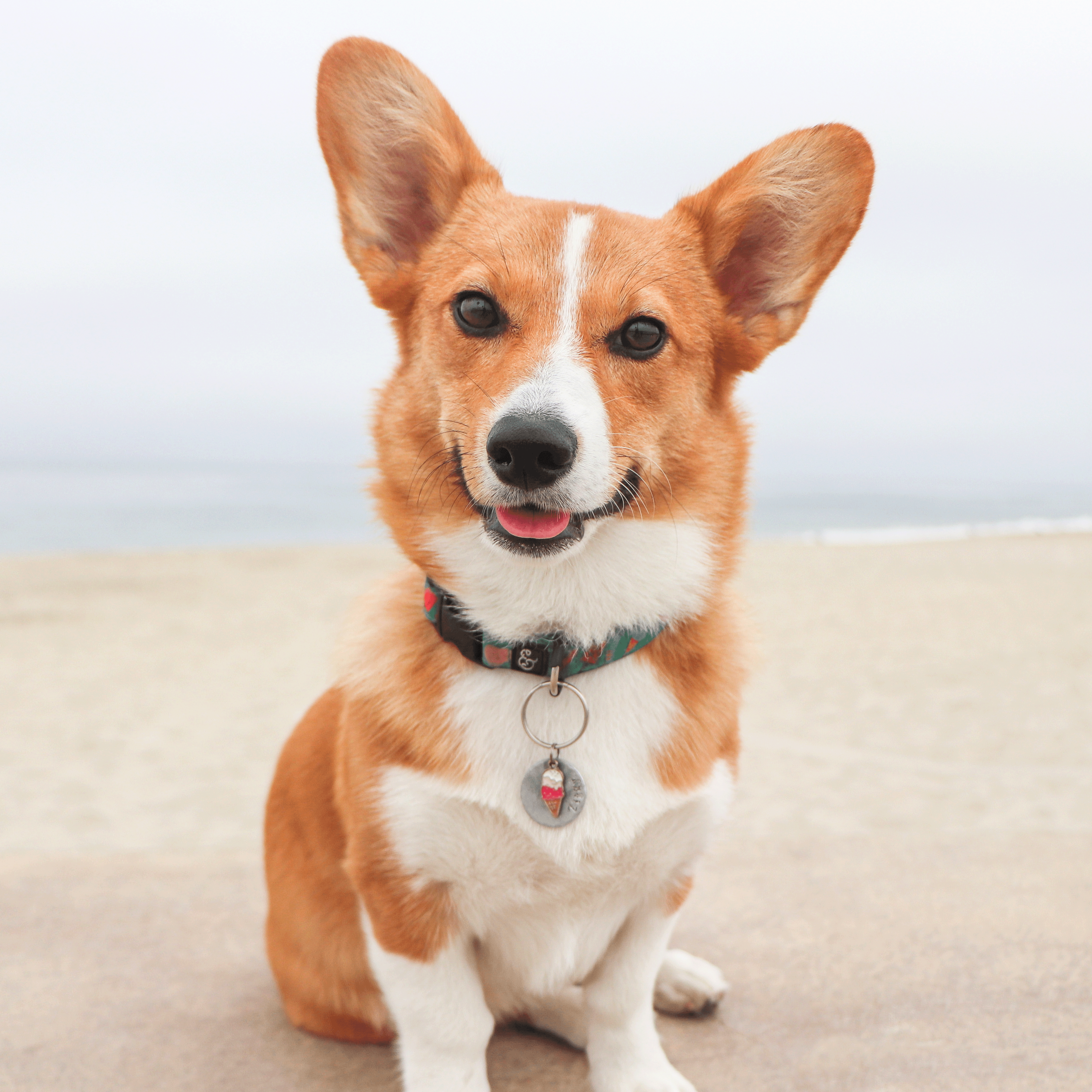 K9ERS 2023 CORGI CUP: MEET THE RACERS - Levi's® Stadium